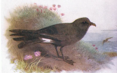 Petrello di Leach